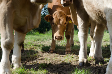 The young cow is hiding in the herd, watching the surroundings