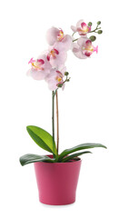 Naklejka na ściany i meble Beautiful artificial plant in flower pot isolated on white