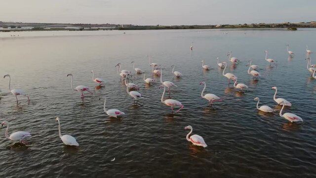Static shot of beautiful flamingos walking in italian lake,slow motion 