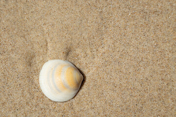 seashell on the beach