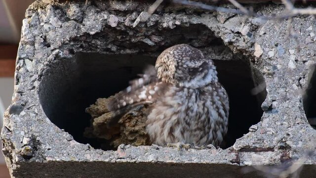 Little owl (Athene noctua) looks out of its burrow and cleans its feathers. Singing bird