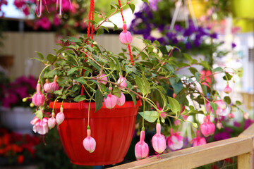 Beautiful pink flowers in plant pot hanging outdoors