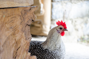 Black and white big rooster, bright head, one hen
