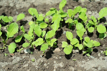 Close up of red radish leaves in raised garden bed.  Selective focus. Cultivating of vegetables, agriculture concept. Gardening in the spring or summer season. Ecological harvesting.