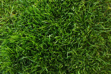 Green lawn with fresh grass as background, top view