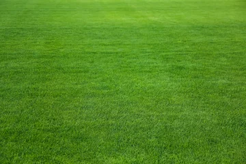 Foto op Plexiglas Gras Green lawn with fresh grass as background