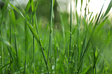 Fototapeta na wymiar Lush green grass in park on sunny day, closeup