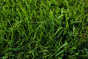 Green lawn with fresh grass as background