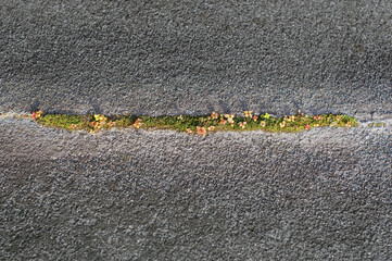 Green strip of moss and grass