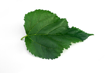 Green mulberry leaf isolated on white background.