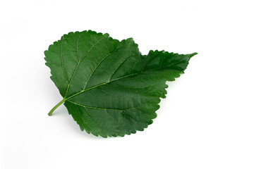 Green mulberry leaf isolated on white background.