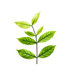 Fototapeta premium Green leaf of tree isolated on white background , clipping path