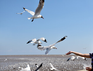 hand of traveler giving food for seagulls flying over sea at Bangpu Recreation Center in Samutprakan, Thailand.