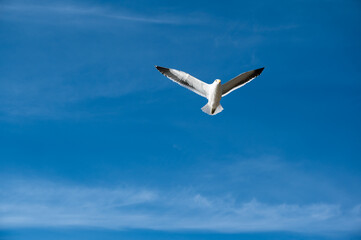 A seagull in flight with its wings outstretched against a blue sky - 363825114