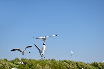 The seagulls on air above the sea water surface view horizon at Samutprakan, Thailand