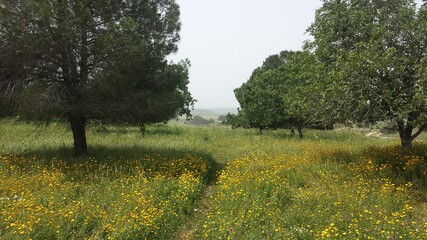 Open forest with green grass fields and groundsel flowers