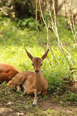 Young impala resting