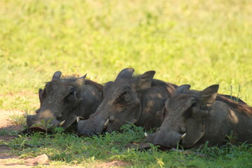 Three warthogs resting in the shade on a hot day in South Africa