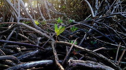 mangrove tillers