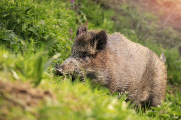 Cute wild boar, sus scrofa, standing on the meadow of flowers. Close-up. wildlife scenery, Slovakia nature