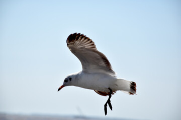 The seagulls on air above the sea water surface view horizon at Samutprakan, Thailand