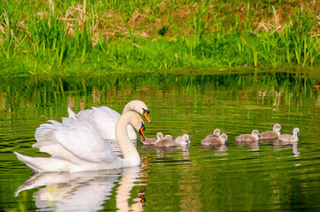 łabędzie  © Grzegorz Komendarek
