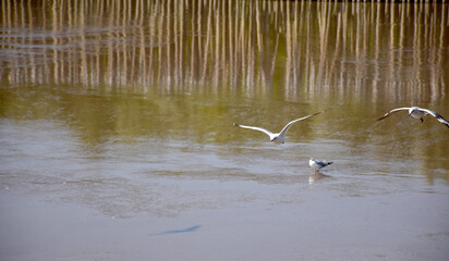 The seagulls on air above the sea water surface view horizon at Samutprakan, Thailand