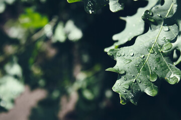 Green leaf of Oak tree. Green foliage after rain. Copy space.