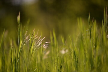 wild green grass in the garden