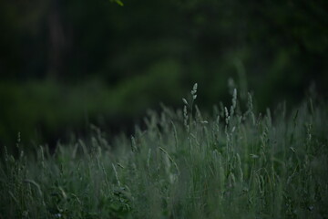 wild green grass in the garden