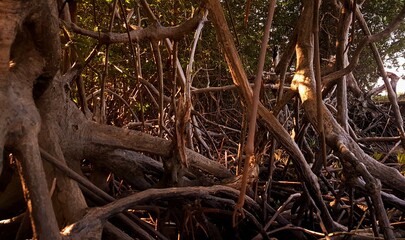 mangrove tree