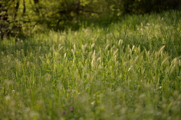 wild green grass in the garden