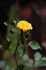 yellow rose on black background
