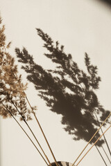 Dry pampas grass / reed. Shadows on the wall. Silhouette in sun light. Minimal floral composition