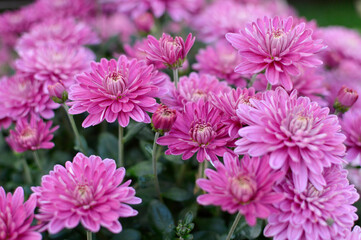 pink blooming chrysanthemums close up