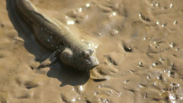 有明海のムツゴロウ