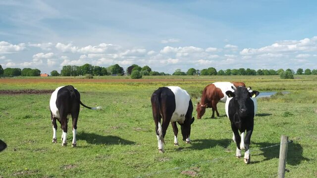 Dutch Belted cow in the Vechtdal during a springtime day. The Dutch Belted (Lakenvelder) breed of cattle is a Dutch dairy cow that is nowadays a protected breed.