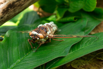 Dead cicadas on the green leaves