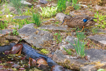 duck on a background of stones