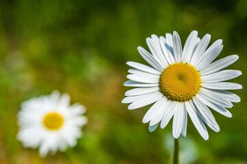 Obraz premium Daisy in the foreground and background blur