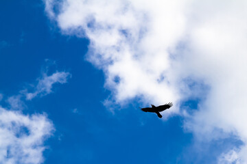 Crow is flying against the blue sky