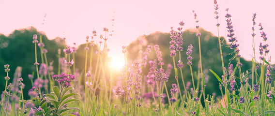 purple flower on meadow. lavender in flower garden. summer season. copy space. 