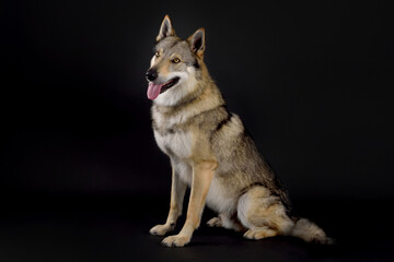 Dog (Czechoslovakian Wolfdog) sitting in studio on black background