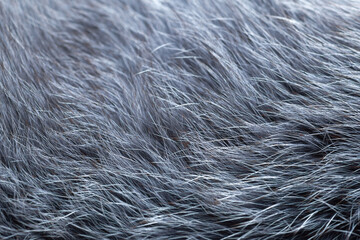 gray fur close-up, used as a background or texture. Soft focus