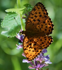 butterfly on flower