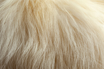 Milky white fur close-up, used as a background or texture. Soft focus