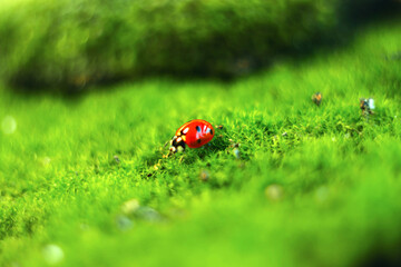 ladybug insect walks on green grass