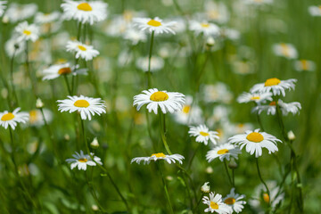 lots of white daisies in the field, use as background or texture