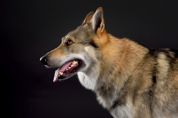 Dog (Czechoslovakian Wolfdog) sitting in studio on black background looking sideways