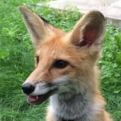 red fox in the grass